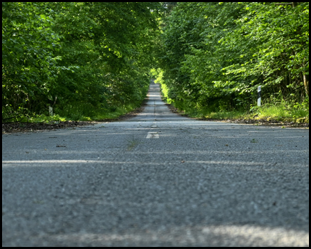 Eine Straße durch einen Wald aus der Froschperspektive gesehen