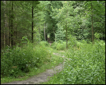 Ein Waldweg