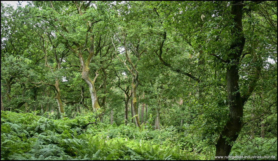 Kleiner Märchenwald mit urig gewachsenen Bäumen