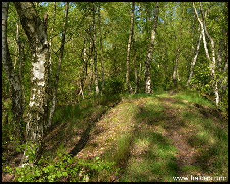 Halde Bergmannsfeld in Essen