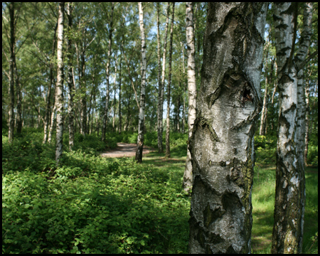 Wald aus Birken mit Kreuzweg