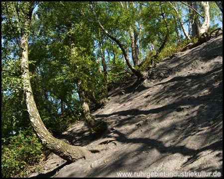 Sehr steile Böschungen der Halde mit dichtem Waldbewuchs