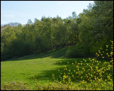 Böschung der alten Bergehalde Constantin IV / V