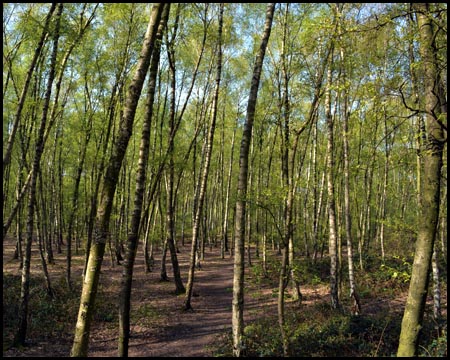 Birkenwald auf dem Gipfelplateau der Halde