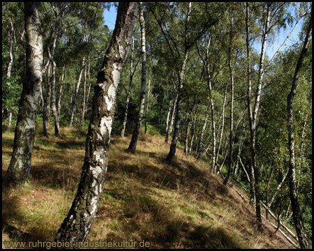 Böschungskante zum Ölmühlenbach 