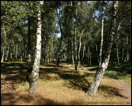 Gipfelplateau mit Birkenwald