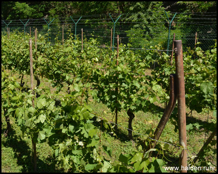 Weinberg am Südhang der Halde Ensdorf