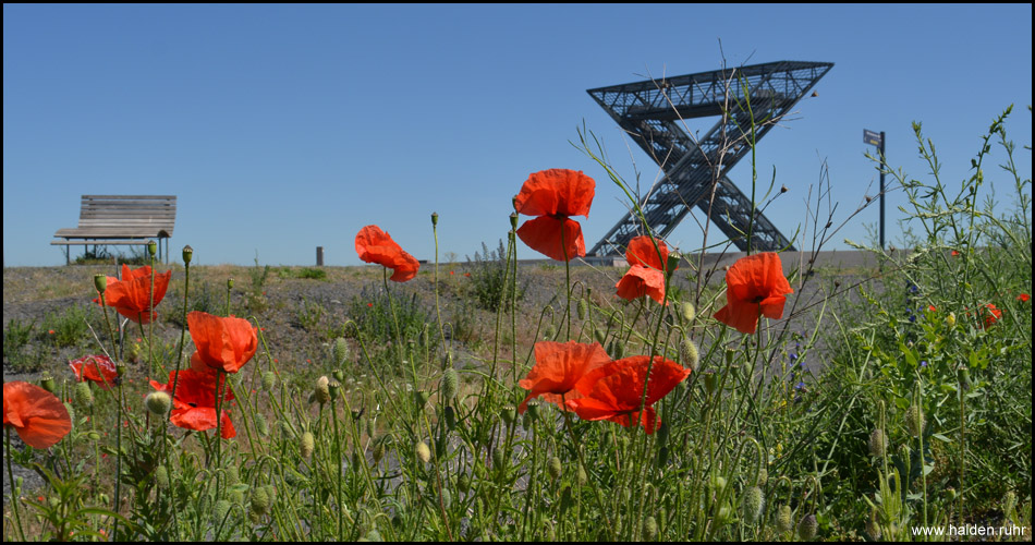 Saarpolygon auf dem Gipfel der Halde Ensdorf mit Ruhebank und Klatschmohn