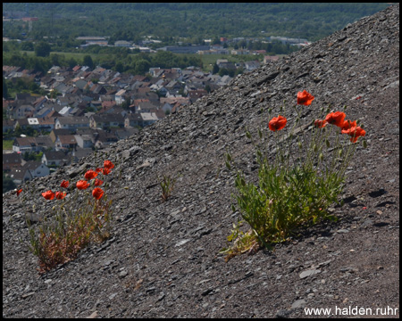 Halde Ensdorf