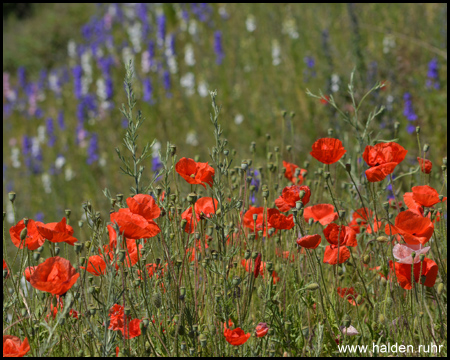 Mohn auf der Halde