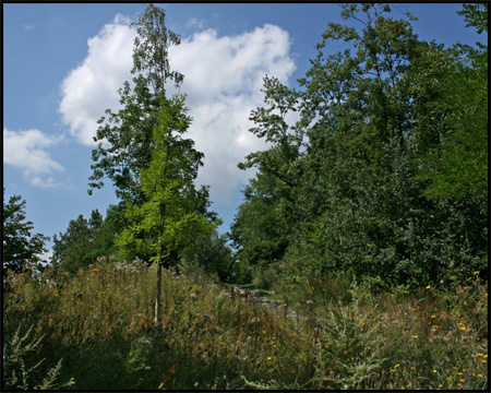 Südaufgang zur Halde Entenpoth