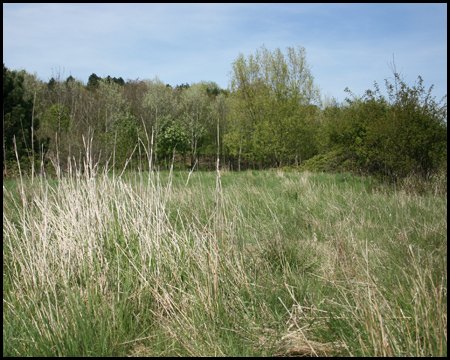 Einige Bereiche der Halde sind heideähnliche Graslandschaften