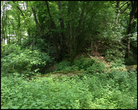 Zugewachsene Halde im Sommer