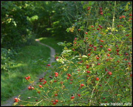 Halde Gärtnerbecken in Dinslaken