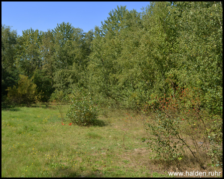 Halde Gärtnerbecken in Dinslaken