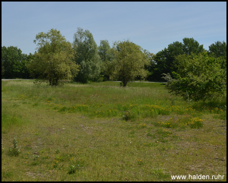 Flaches Haldenplateau mit eingrenzenden Bäumen