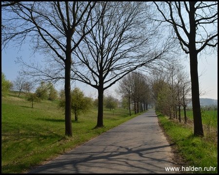 Allee unterhalb der Halde, die sich links erstreckt