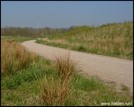 Gräser am Wegesrand