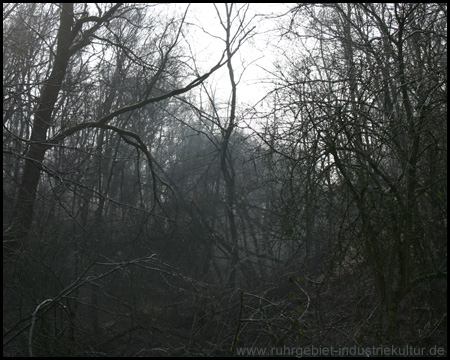 Scharfer Bacheinschnitt im Ostteil der Halde im Nebel