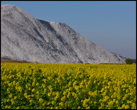 Rapsfeld vor einer Kalihalde in Giesen