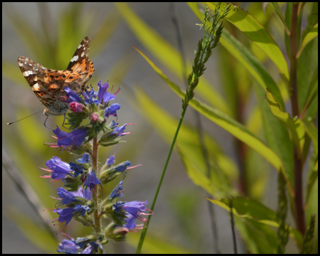 Natur auf der Halde