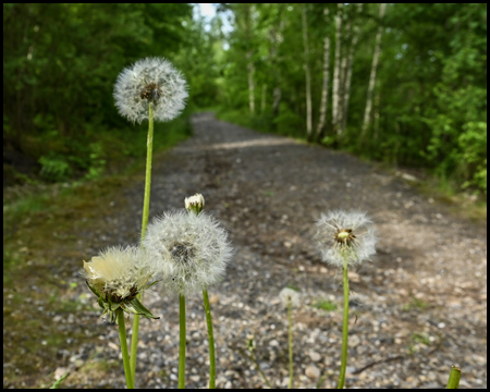 Pusteblumen auf einem Weg im Wald