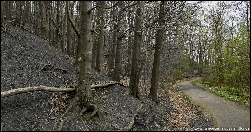Fußweg neben der Halde Gotthelf mit ihren bewaldeten Böschungen