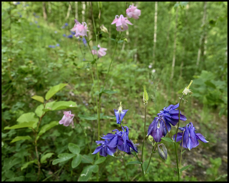 blaue und pinkfarbene Blüten an einer Böschung