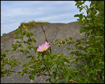 Hundsrose vor einem Haldengipfel