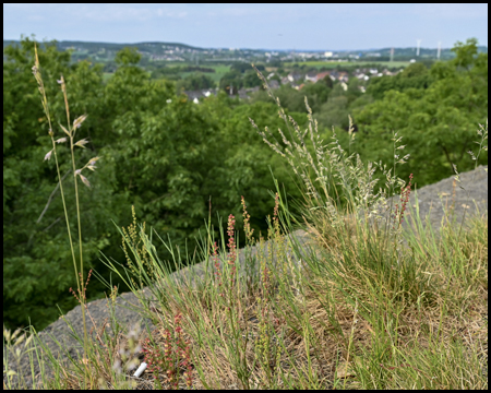 Niedrige Gräser auf der Haldenböschung