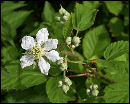 Brombeerpflanze mit Blüte