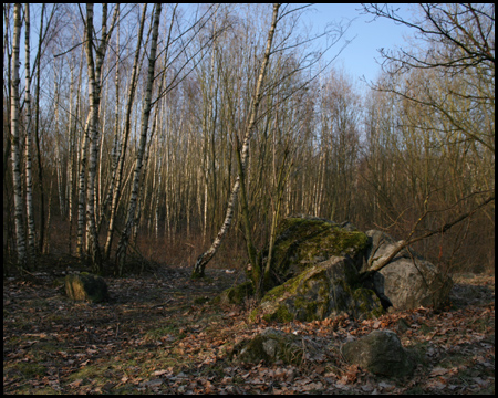 Benachbarte Halde Monopol mit dichtem Birkenwald