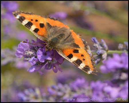 Schmetterling auf Lavendel: Blaues Band in Blütenform