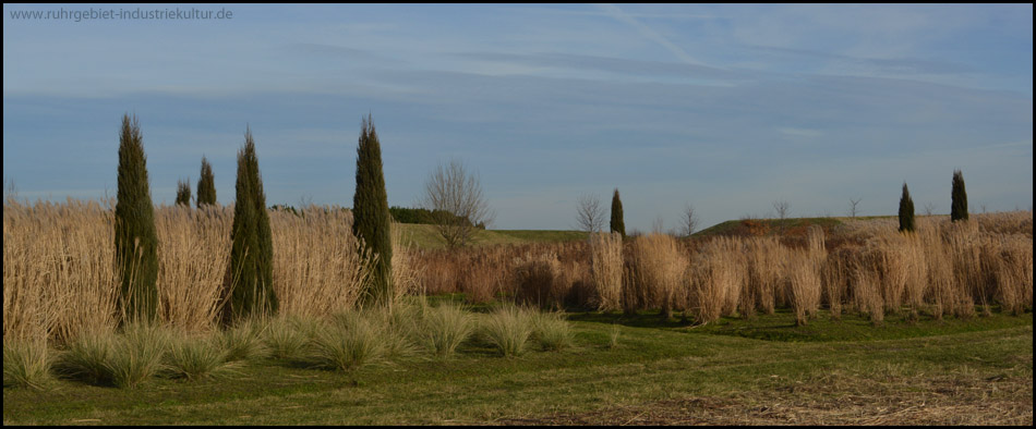 Gräserfelder am Rande des Baumplateaus mit Koniferen – trocken und verwelkt im Winterhalbjahr