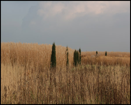 Gräserfelder auf der Halde