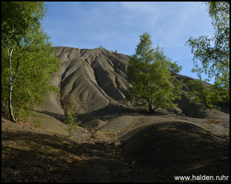 Typische Ansicht der Haldenböschung von Süden