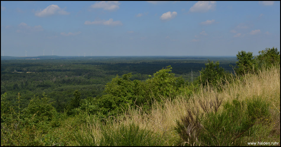 Der Blick von der Halde zeigt: das Ruhrgebiet ist grün. Sehr grün sogar. Das Waldgebiet ist die Kirchheller Heide