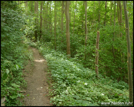 Böschungen unter dichtem Wald