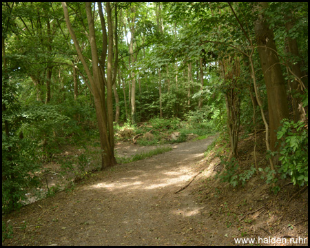 Pfade und Wege auf der Halde mit Abstieg zur Herzogstraße