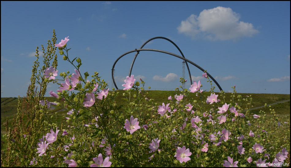 Malven vor dem Horizontobservatorium auf dem Gipfel der Halde Hoheward