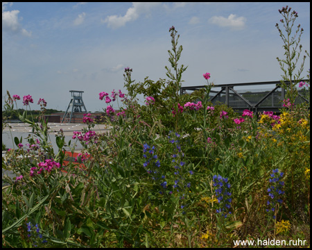 Wildblumen an der Balkonpromenade – mit Förderturm