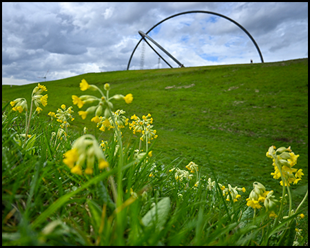 Gelbe Frühlingsblumen im Vordergrund mit Blick auf die kreisförmige Stahlskulptur auf dem begrünten Hügel.
