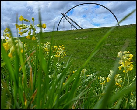 Gelbe Frühlingsblumen im Vordergrund mit Blick auf die kreisförmige Stahlskulptur auf dem begrünten Hügel.