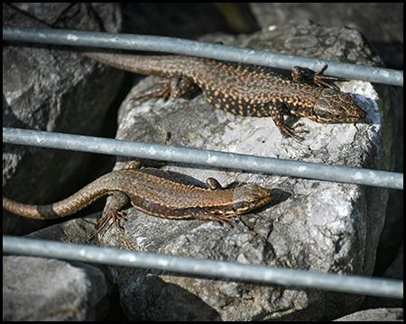 Zwei kleine Eidechsen ruhen auf einem Felsen zwischen Metallstäben.