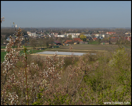 Blühende Bäume am Haldenhang