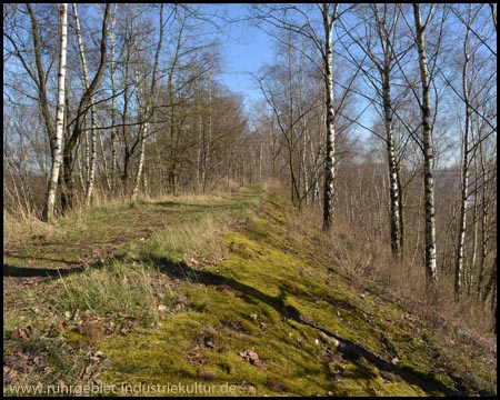 Die Halde ist ein langgezogener Bergkamm mit Birkenbewuchs