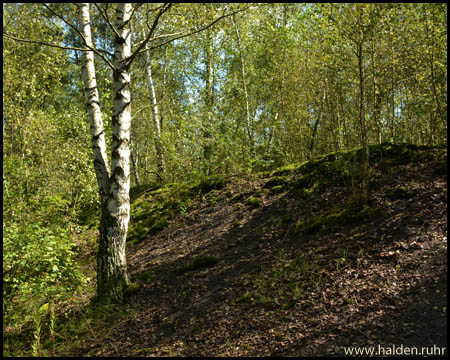 Halde Königsborn III / IV