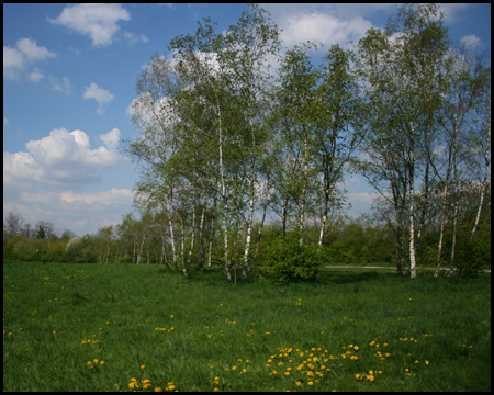 Birkenwäldchen und Löwenzahnwiese