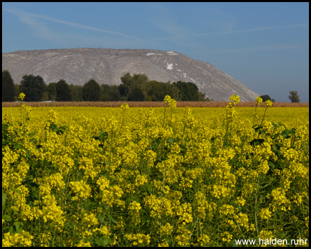 Rapsfelder vor der Halde bei Köthenwald