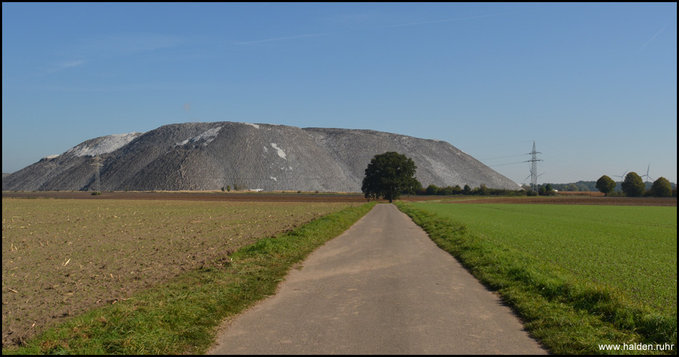 Alte Eiche am Radweg mit Blick auf die Halde aus Richtung Ilten